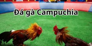 Đá gà Campuchia vừa được FB88 chia sẻ