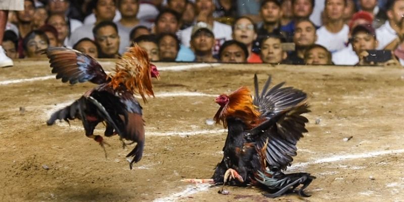Đá Gà Campuchia - Trường Đấu Đối Kháng Kịch Tính, Uy Tín 2 Điểm hấp dẫn của thể loại đối kháng kê Campuchia
